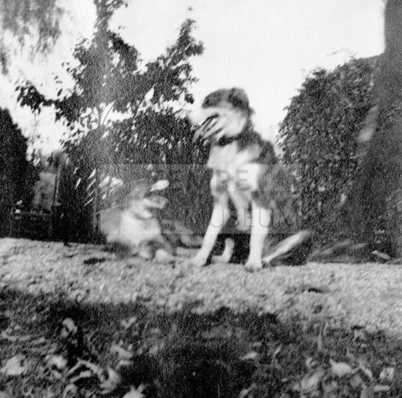 Two dogs in yard