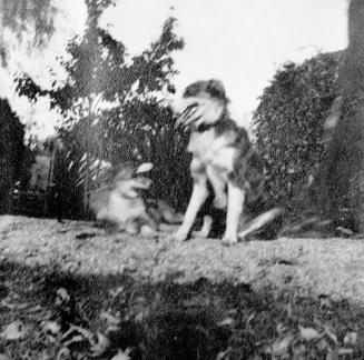 Two dogs in yard