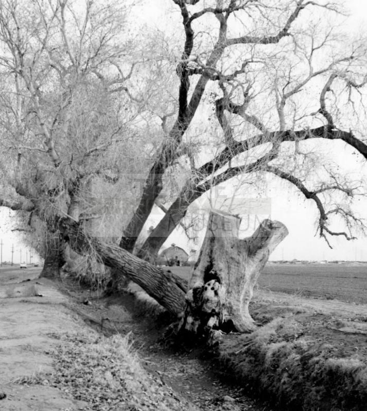 Photograph - Cottonwoods on Guadalupe Road and Price