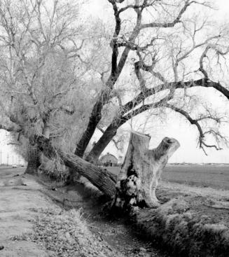 Photograph - Cottonwoods on Guadalupe Road and Price