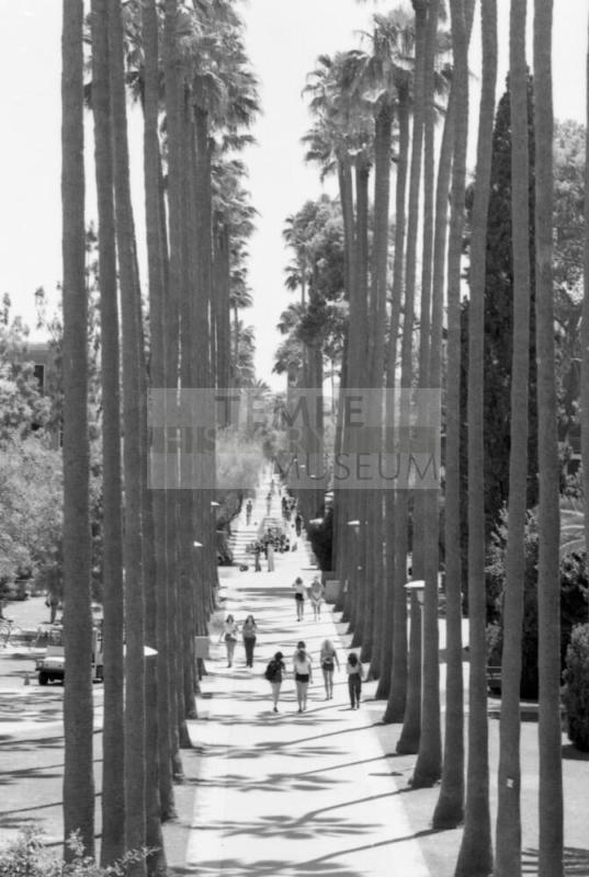 ASU Palm Walk