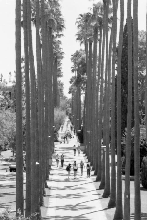 ASU Palm Walk