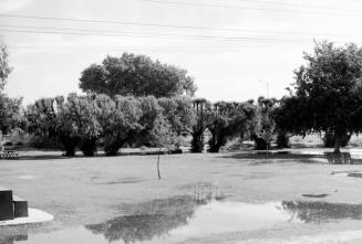 Tempe Beach Park irrigation