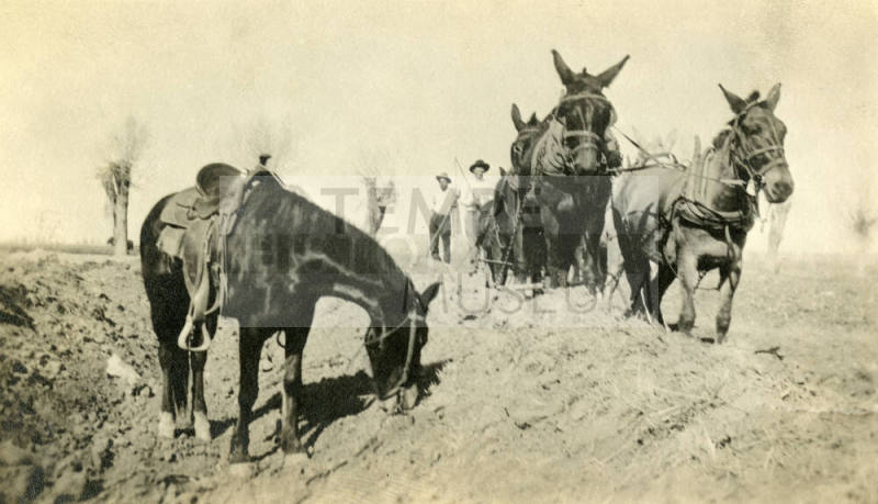Two Men Plowing Field with Mule Team