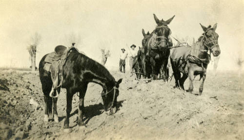 Two Men Plowing Field with Mule Team