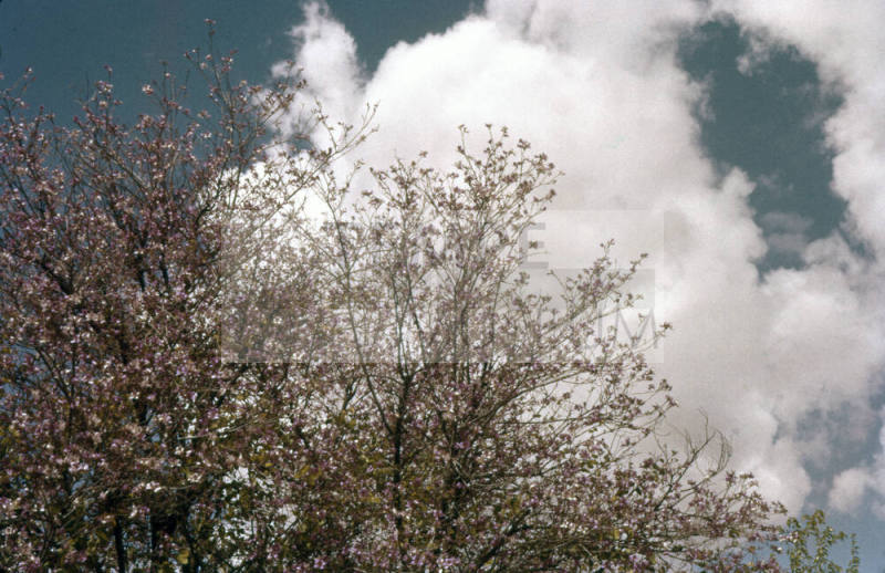 Orchid Tree on Myrtle Street