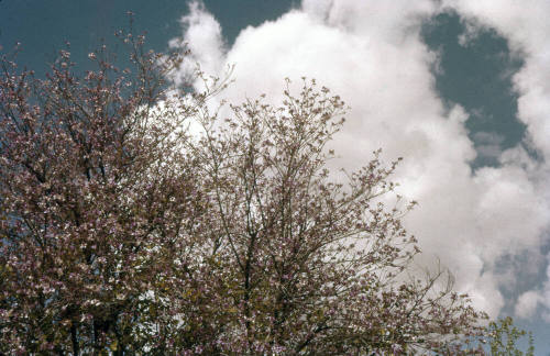 Orchid Tree on Myrtle Street