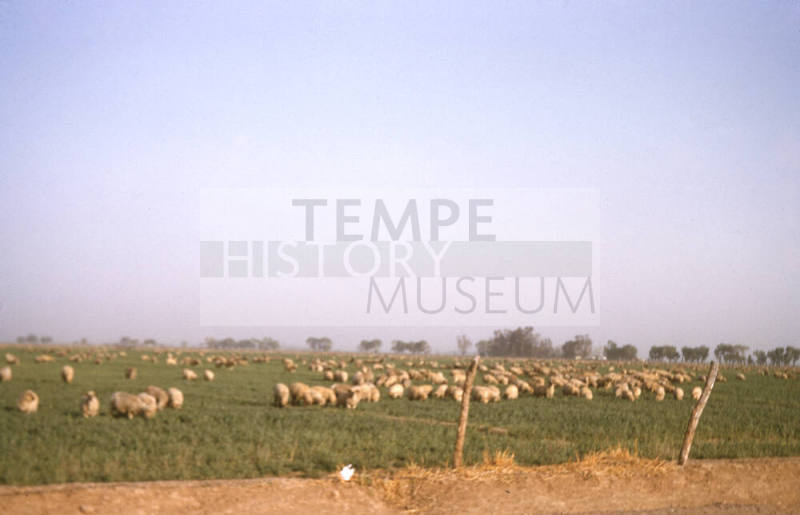 Sheep Grazing in Tempe