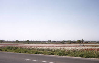 Japanese Flower Garden on Baseline Road