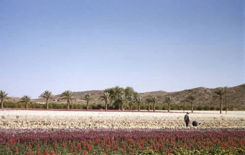Japanese Flower Garden on Baseline Road