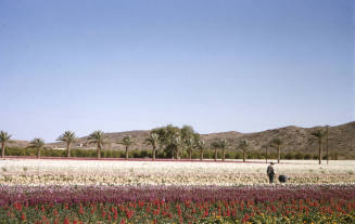 Japanese Flower Garden on Baseline Road