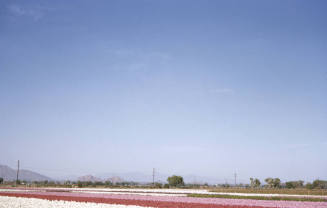 Japanese Flower Garden on Baseline Road