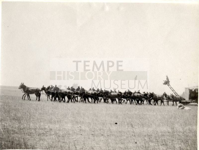 Mule Team Train Haulers