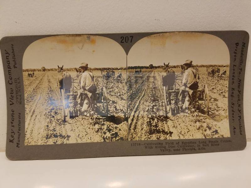 Cultivating Egyption Cotton