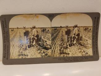 Cultivating Egyption Cotton