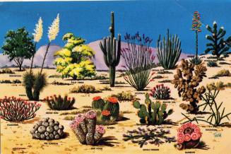Cacti and Desert Flora of the Great Southwest