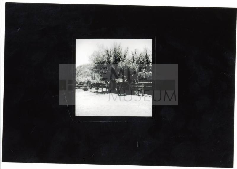 Horses at a Hitching Post