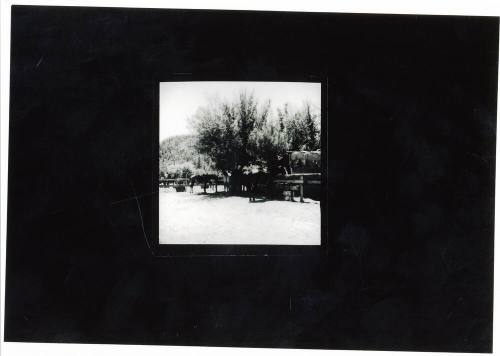 Horses at a Hitching Post