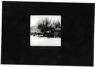 Horses at a Hitching Post