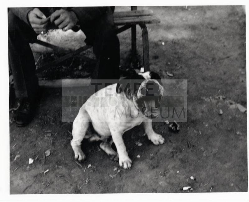 Dog Sitting at his Owner's Feet