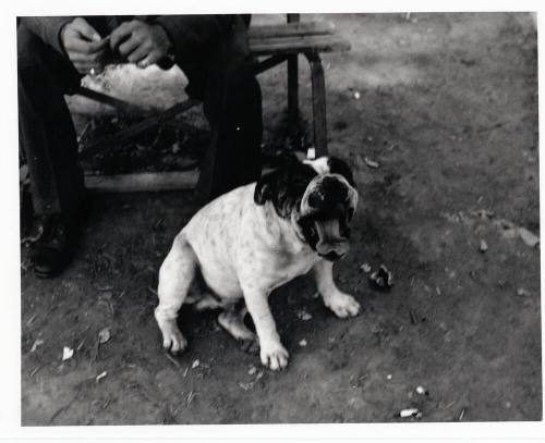 Dog Sitting at his Owner's Feet