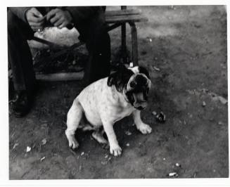 Dog Sitting at his Owner's Feet