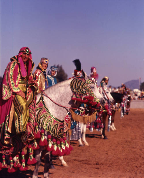 Arabian Horse Show