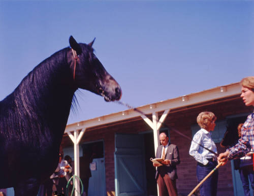 Horse Show entrant