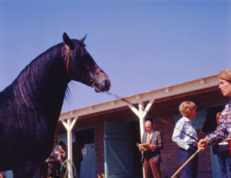 Horse Show entrant