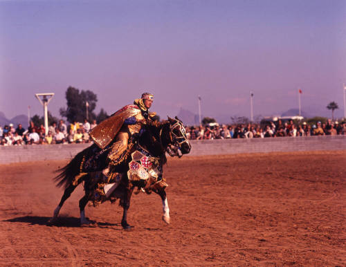 Arabian Horse Show performer