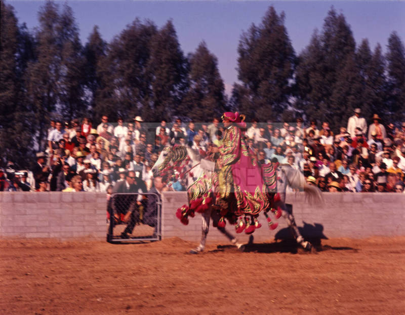 Arabian Horse Show