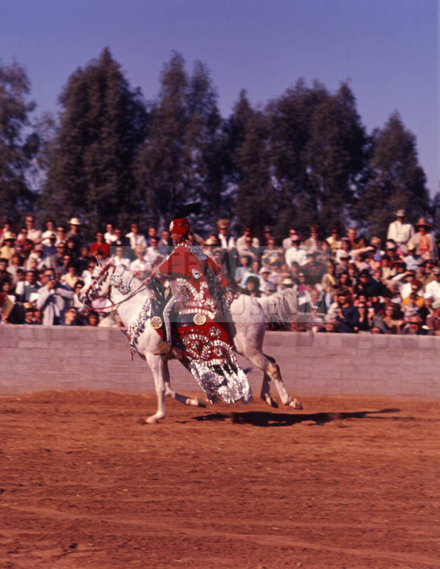 Arabian Horse Show performer
