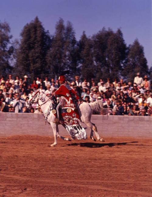Arabian Horse Show performer