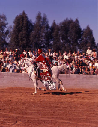 Arabian Horse Show performer