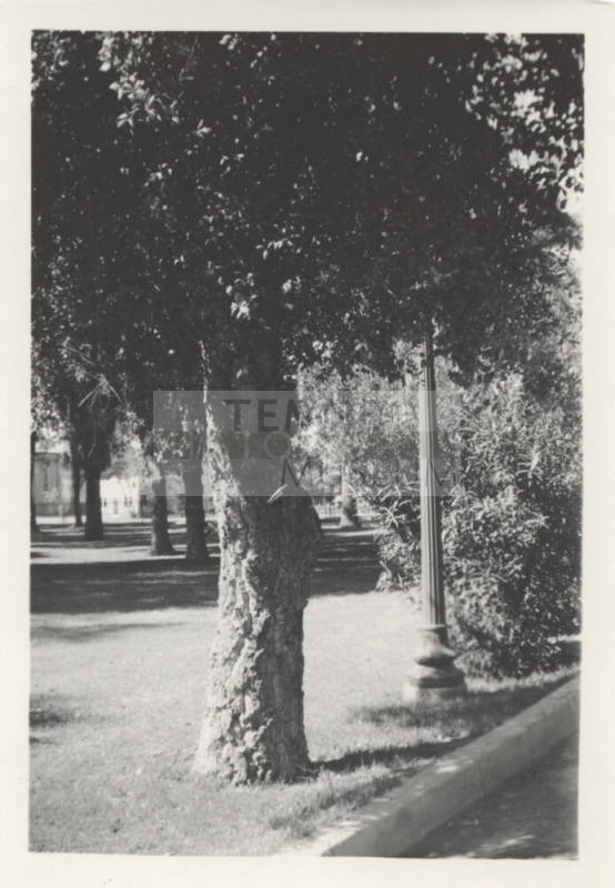 Cork Oak Tree, North Campus