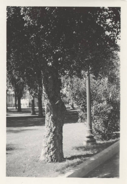 Cork Oak Tree, North Campus