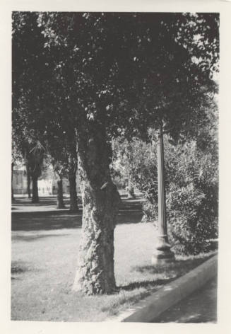 Cork Oak Tree, North Campus