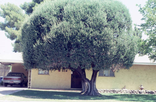 Property Address:  514 West 19th Street, Tempe, Arizona
Subdivision Address:  University Homes, Tempe, Arizona