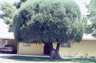 Property Address:  514 West 19th Street, Tempe, Arizona
Subdivision Address:  University Homes, Tempe, Arizona