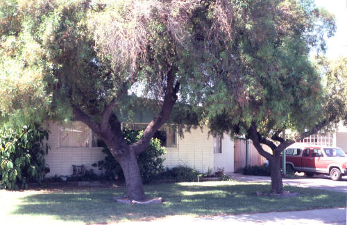 Property Address:  1343 West Elna Rae Street, Tempe, Arizona
Subdivision Address:  Margo Manor