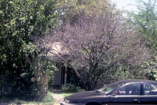 Property Address:  1009 South Una Avenue, Tempe, Arizona
Subdivision Address:  Borden Homes