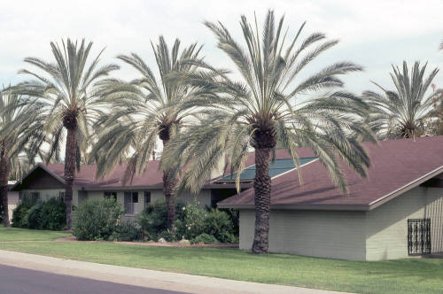 Property Address:  121 West Palmcroft Drive, Tempe, Arizona
Subdivision Address:  Date Palm Manor