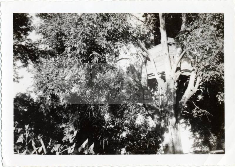 Tree House