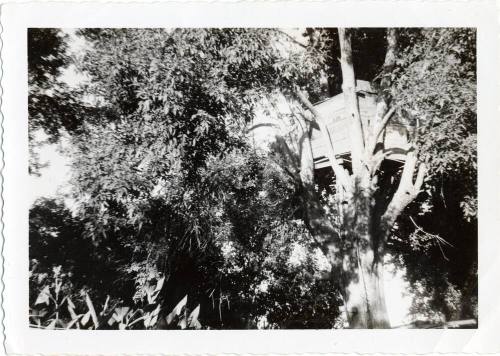 Tree House