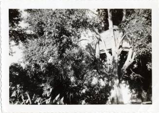 Tree House