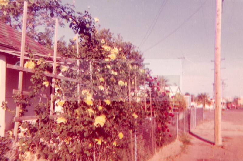 Roses in front of the Elias-Rodriguez House