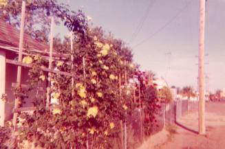 Roses in front of the Elias-Rodriguez House