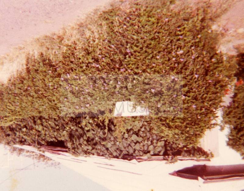 Trees in front of the Elias-Rodriguez House