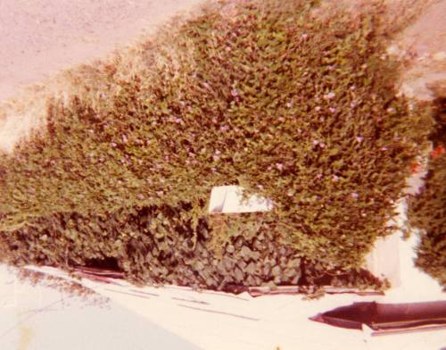 Trees in front of the Elias-Rodriguez House