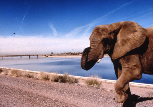 Flora After Her Final Performance in Tempe, January 2001